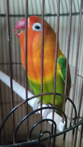 insyaallah akan indah pada waktu nya .. #lovebirdprestasi #lovebirdngekekpanjang #lovebirdngekek #lovebirdjuara #pakanlovebird #lovebirdnusantara #lovebirdindonesia #lovebirdfighter #lovebirdfighterindonesia #lbfighter #lovebirdmania #lovebirdmaniaindonesia #lovebirddurasi #lovebirdbandung #lovebirdkalimantan 