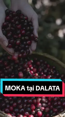 MOKA tại DALATA! #moka #dalata #caphe #xuhuong #caphenguyenchat #coffee 