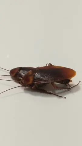 2 cockroaches having fun #cockroach #insect #animal