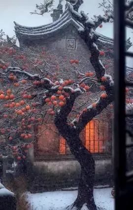 🧑🏼‍🌾👍🏻🫠 persimmon #Love #relax #omg #new #hot #top #music 
