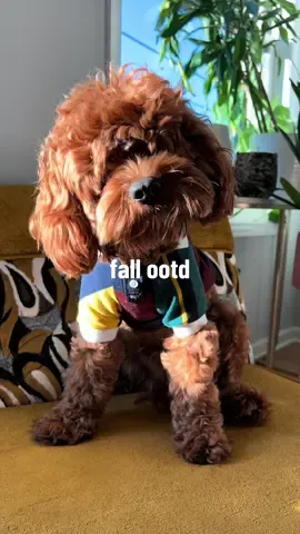 It is in fact 100% my look bb + we love a good collab @target @Rowing Blazers #rugbyboys #rugbystyle #targetfinds #puppy #cockapoo #dogoutfit #thatdog 