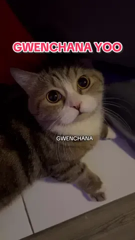 gwenchana hihihihi gwenchana yo #foryou #funnycats #fypシ゚viral 