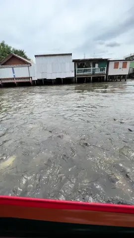 Fish Feeding from the boat on Chao Praya River, Bangkok, Thailand.  #thailand🇹🇭 #bangkokthailand #thailandtour #thailandtravel #experiencethailand #lovethailand #amazingthailand #bangkokdiaries #experienceinthailand #thailandtrip #bangkokcityview #thailandstyle #thailandtiktok #thailandriverbangkok #chaoprayariver #chaopraya✨ 