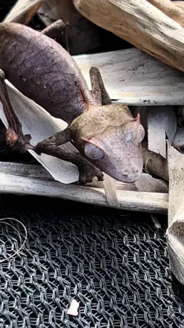 Satanic Leaf-tailed #gecko #andasibe #madagascar #👹 #🦎