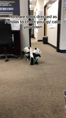 Here are dogs dressed as Pandas to cheer you up/ calm you down. Panda costumes found in link in bio! #pandas #pandadog #dogsdressedup #halloweendogcostume #funnydogs #cutedogs #halloweenlook 
