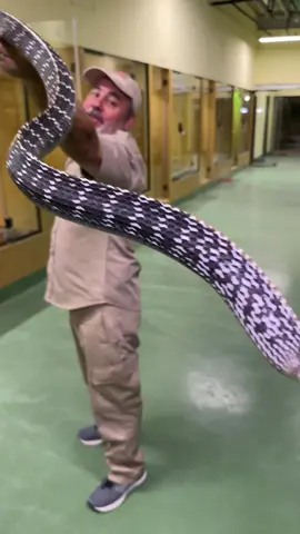 This keeled rat snake come from Indonesia, a land of many incredible animals. Rat snakes were long believed to be completely nonvenomous but recent studies have shown that some Old World species do possess small amounts of venom but the amount is not wnough to harm a human  • • • • • #wild #snake #ratsnake #awesome #funny #viral #animalslovers #snakesoftiktok #reptilesoftiktok #wildlife #zoolife #zooanimals #mondays 