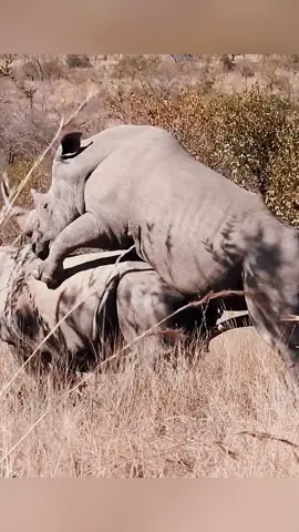 😱#wildanimals #rhino #animals #wildlife 