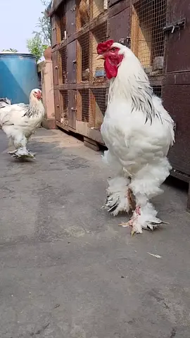 Largest Chicken Breed Of The World #barhma #gaint_chicken #largest_chicken_breed #feathered_leg #ornamental_birds #brahma_chicken ,,🐓🐔🐓🐔🐥🐣