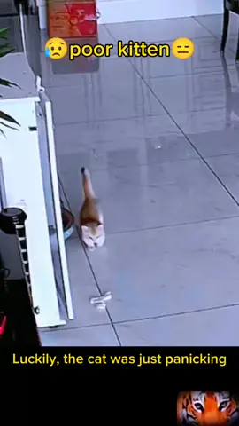 poor cat #fun_animals9 #cat #dog #animals #animal #fyp #foryou 