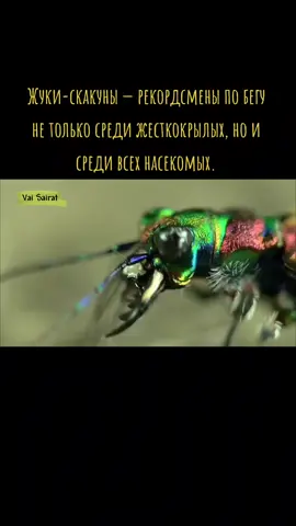 #жук #гусеницы #насекомые #животные #природа #рекомендации 