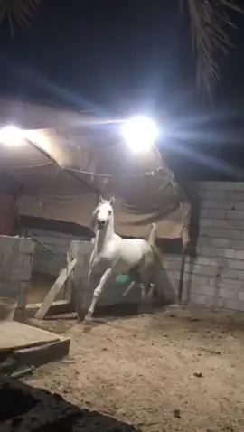 جديد شامس ماشاءالله #حصان #خيل #خيل_وخياله🐎 #الشعب_الصيني_ماله_حل😂😂 #اكسبلور #ماشاءالله #حصان_ابيض #viralvideo #خيل_عربي_اصيل #فرس #สปีดสโลว์ #สโลว์สมูท #نشاركم_بترند_الجديد🖤 #ماشاءالله_تبارك_الله #fypシ #مروان_الشقب #نور_الوزير 