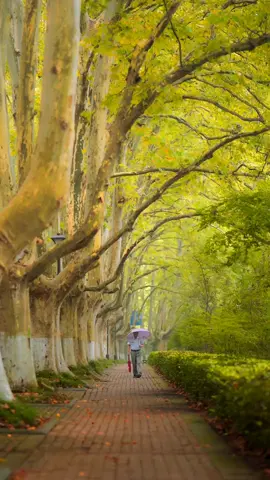 #fyp #foryou #scenery #tree 