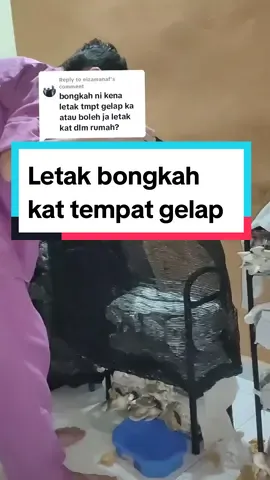 Replying to @eizamanaf saya letak dalam rumah je bongkah cendawan ni. lagi bagus letak kat tempat gelap. saya pakai jaring hitam je bungkus tempat bongkah cendawan ni #cendawantiramkelabu  #cendawantiram 