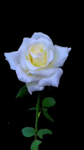 #fypシ #tiktok #foryou #beautiful #tiktokflowers #flowervideo #flower 