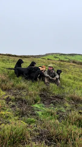 When you give one the wrong look .. #neveradullmoment #grouseseason #labradorretriever #chocolatelab #foxredlab #yellowlab #blacklabsquad #training #teampureflax #gundogtrainer  #slingleygundogs #pickingupteam  #instavideo