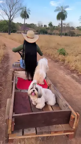 Passeio com os Bebês no motocultivador 🚜🩵 . #motocultivador #tratorito #trator #carreta #carretinha #afazenda #roca #shitzu #shitzulover #shitzubrasil #cuteanimals #agrolife #roca #boi #casadecampo #cabelao #cabelogrande #cabelonatural #rapunzelhair #vidasimples #toyama #minitratores #*gado #gadodeleite #bebe 