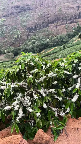 Começando abrir mais uma florada #trabalhorural #flordocafezal 