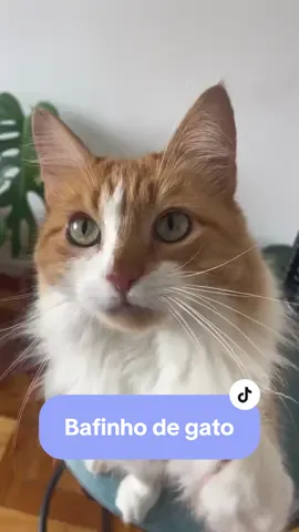 UGC example pet ✨🤍😻 fala se a Alcachofra não nasceu modelo? Com certeza ela foi a que mais de divertiu fazendo esse video. #ugc #ugcbrasil #ugccreator #creadorugc #ugcpet #ugcpets #ugcvoiceover #ugctestimonial 