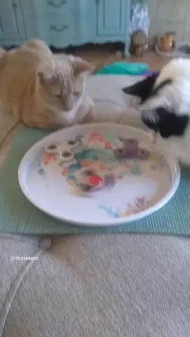 Cats discover fidget spinners#cats#fidgetspinners 