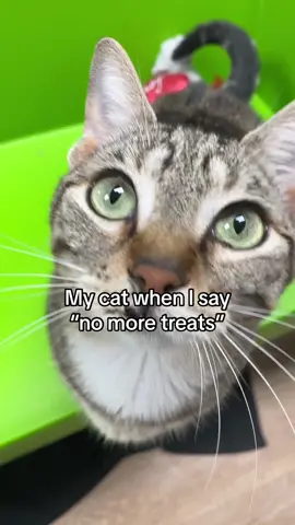 valid questions #cathumor #catlover #cats #littlesweetheart #absolutelydarling 