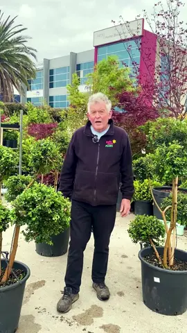 Beautiful Cloud Pruned Myrtus Luma😍 🌷hellohelloplants.com.au🌷