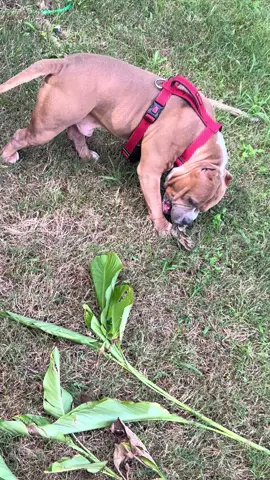 #americanbullys #americanbulllyxI #MajesticBully #americanbullys #son #americanbullly #king #father #sire #Ch455sbdetox #rip #Detox #stud #puppies #fawn #white #45southbullies