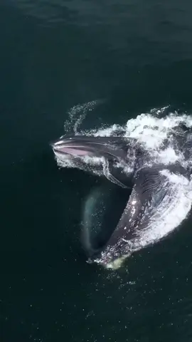 Whales are impressive creatures to observe. Here’s a birds-eye view of a Humpback lateral lunge feeding 🐳Book now using link in bio🎉 #whalewatching #whale #tail #humpbackwhale #breach #jump #fly #low #news #media #lunges #wildlife #montereycalifornia #coast #cali #sun #fun 