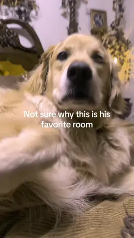 My baby boyyyy 🐾 #fyp #dogvision #dog #golden #retriever #troll #collection #fypシ゚viral 