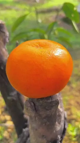 OMG😱😋🍊#usa #fruit #asmr 