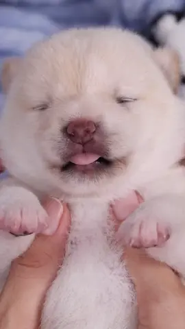 Cutie puppy 🥰🐶#cute #cutedog #dogsoftiktok #dog #puppy 
