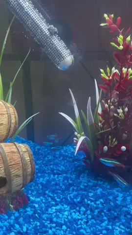 Neon tetras fish , new home 10 gallon fish tank 🐟 