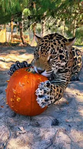 Pumpkin carving with Big cats! #NOTpets #jaguar #jag #tank #teamtank #lion #lions #whitelion #bigcat #bigcats #cat #cats #spookyseason #pumpkin #pumpkincarving #halloween #fun #play #fl #florida #fyp 