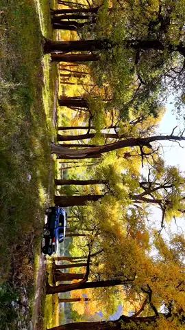 #fyp #foryou #scenery #tree #Autumn 