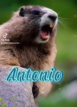 Marmota chamando 🤗 #marmotachamando #marmotagritando #marmota #chamando #gritando #nomes #antonio #agoraemmuriae 