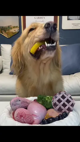 dog like to eat  #dogeat #dog #eat #doglove #dogcute 