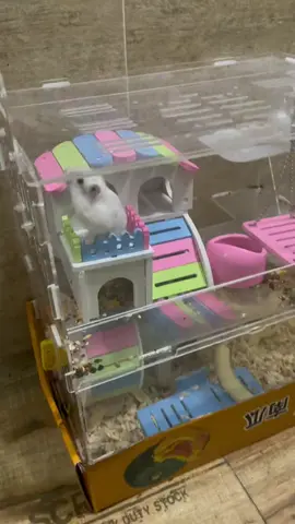 Anyone know what happen to this hamster? 😨 #hamster #cute #tiktokhot #depression #gymnastics 