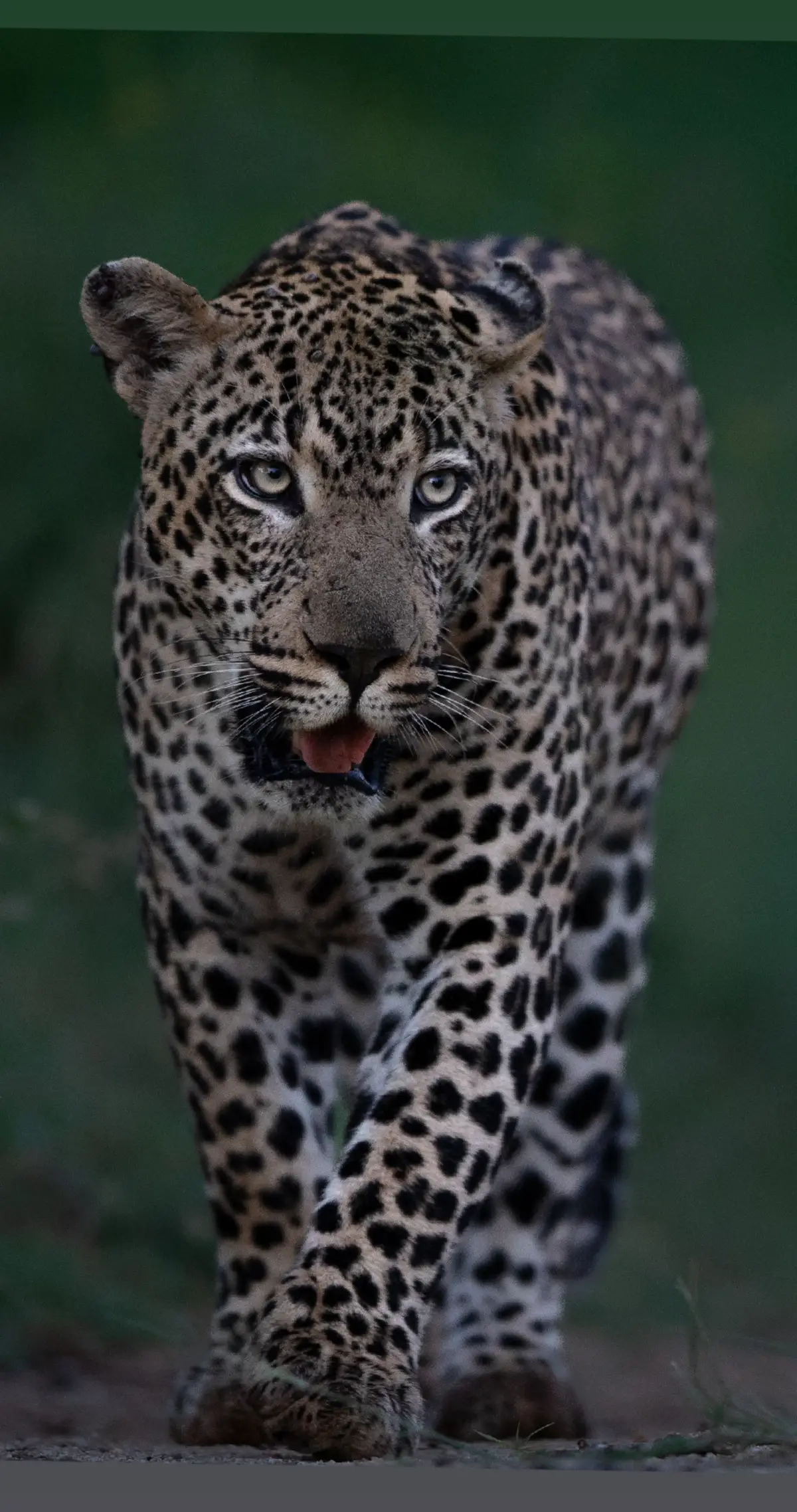 Leopards are wildlife photographers ultimate subject, mostly because they are truly photogenic and give you so much opportunity.  This male Leopard is known as Hanyile Male and roams around Lion Sands Sabie Sand a absolute bewst of a cat  @MORE Family Collection  #wildlifephotographer #wildlifephotography #bigcatsoftiktok #leopard #lionsandsgamereserve 