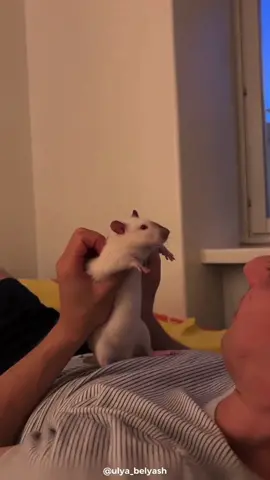 Let's talk about the Domestic Rat 🐁 The best rodent in the world! #rat #mouse #animals 