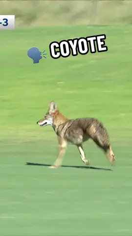 A dubious little creature getting up to mischief 👀 #golf #PGATOUR #animals 