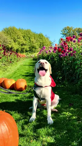 Gourd times! #pumpkinpatch #pumpkinparty #cornmaze #fyp #october #autumn #familyfriendly #richmondbc #petfriendly #thingstodoinvancouver #fallfun #halloween #dogsoftiktok #labradorretriever #pumpkincarving #doggo #trendingvideo #makeitmagical #tiktokviral #vancouverfoodie #foodtruck #pawnstars #pawlidaypics 