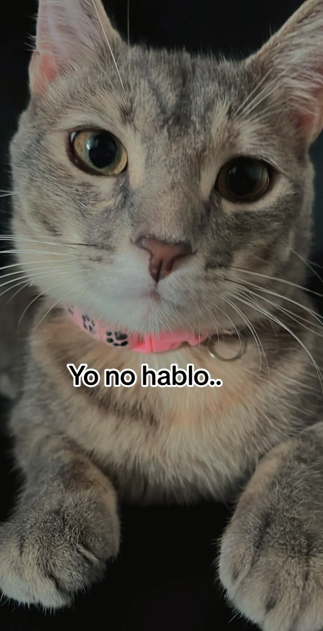 Yo creo que no me quiere 😿 #fyp #flop #viral #humor #random #gato 