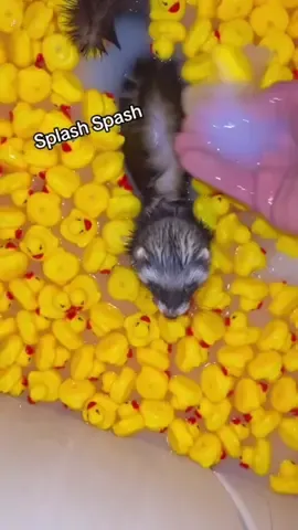 ⚠️No Animals were harmed during the making of this video!⚠️ #bath #shedding #ferret #duck #fyp 