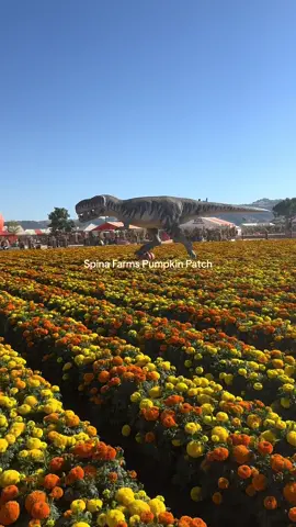 By far the best 🎃 patch I’ve been to! #fyp #spinafarms #spinafarmspumkinpatch #sanjose #bayarea #pumpkinpatch 