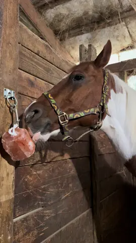 She is cracking me up the way she is licking her salt block!! 🤣😂 #fyp #equestrian #hearthorseforever❤️ #peaceful #relaxing 