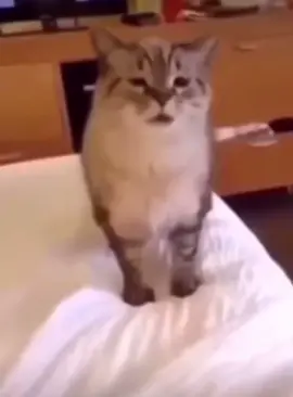 Smeeze :D #catsoftiktok #fyp #meme #foryou #carsoftiktok #cute #kitty #catlover #cars #cattok #explode #sneeze #smeeze #what#da #tuna #merp 