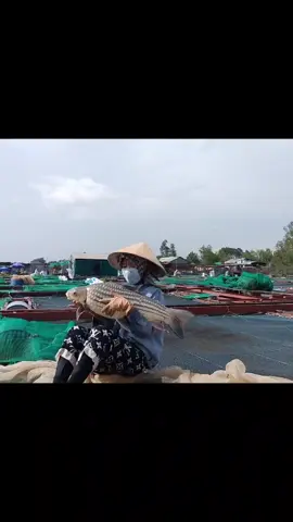 siêu phẩm nhà em  cá trà sóc #catrasoc 