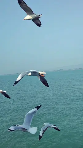 আমাদের গল্পগুলো #bangladesh #travellife #bd #bangla #newsong #foryou #fyp #fypシ #view #iphone #newvideo #tour #birds #blue #saintmartin #coxsbazar #beach #ship #boat #slowmotion 