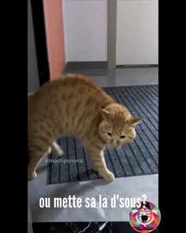 La vrai voix de jean pipe 😱😱 ____________________ #madlipsnono #jeanpipe🤣🤣😂 #kreol #catsoftiktok #wtf #reunionnais #creole #drole_videos #funnycatsoftiktok 