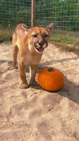 More pumpkin fun! 🎃🐆🦁🐻 Pumpkin carving with Big cats! #NOTpets #jaguar #jag #tank #teamtank #lion #lions #whitelion #bigcat #bigcats #bears #cat #cats #spookyseason #pumpkin #pumpkincarving #halloween #fun #play #fl #florida #fyp  