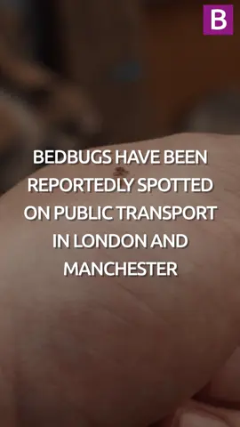 Key mistake when getting rid of bedbugs that makes the infestation even worse as reports of the insect sightings on public transport in Manchester and London #bedbugs  #paris  #london  #manchester